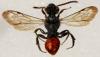 Nomada fabriciana